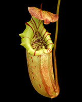 Nepenthes burbidgeae x robcantleyi  BE-4038 (Best Selected Clone)