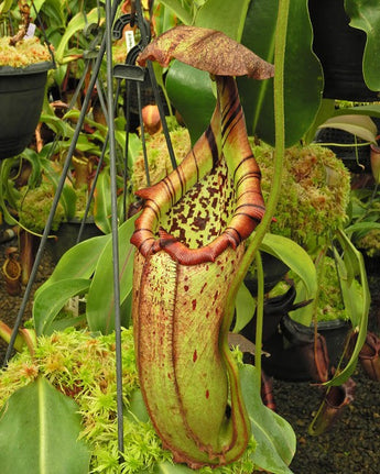 Nepenthes burbidgeae x robcantleyi  BE-4038 (Best Selected Clone)