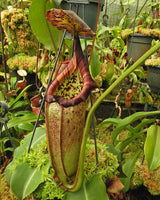 Nepenthes burbidgeae x robcantleyi  BE-4038 (Best Selected Clone)