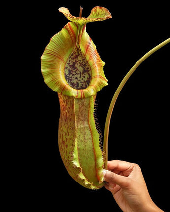 Nepenthes spathulata x (burbidgeae x edwardsiana) BE-3978