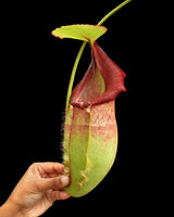 Nepenthes spathulata x (burbidgeae x edwardsiana) BE-3978