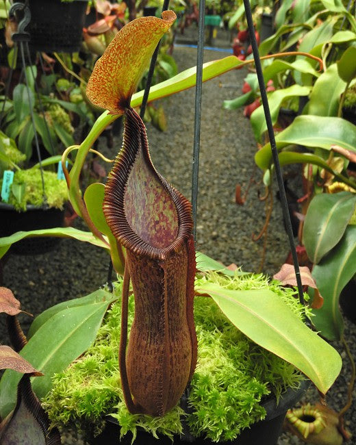 Nepenthes hamata 'Tambusisi' x truncata 'Pasian' BE-4564