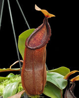 Nepenthes hamata 'Tambusisi' x truncata 'Pasian' BE-4564