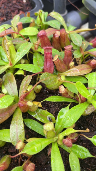 Nepenthes ventricosa x ephippiata BE-4639