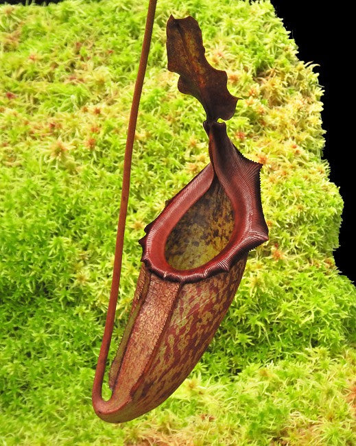 Nepenthes Rajah