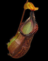 Nepenthes villosa x hamata BE-4099 *SPECIMENS*