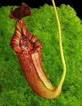 Nepenthes (lowii x macrophylla) x burbidgeae BE-4054