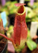 Nepenthes (veitchii x lowii) x veitchii BE-4627