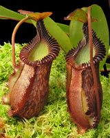 Nepenthes villosa x hamata BE-4099 *SPECIMENS*