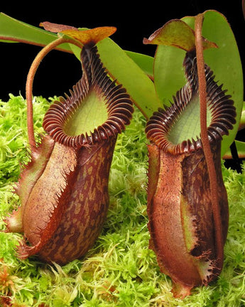 Nepenthes villosa x hamata BE-4099 *SPECIMENS*