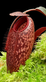 N. peltata x aristolochioides BE-4633