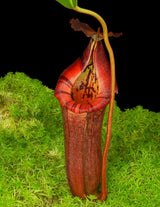 Nepenthes (lowii x macrophylla) x burbidgeae BE-4054