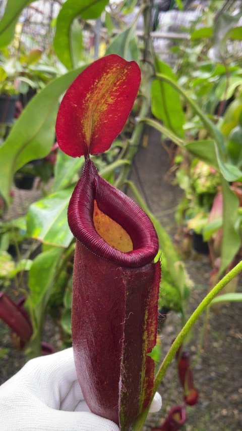 Nepenthes robcantleyi x ampullaria BE-3767