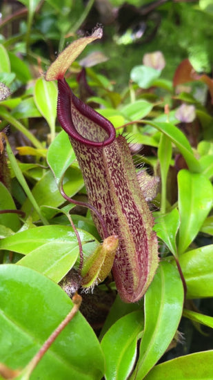 Nepenthes (hamata x glabrata) x robcantleyi BE-4645