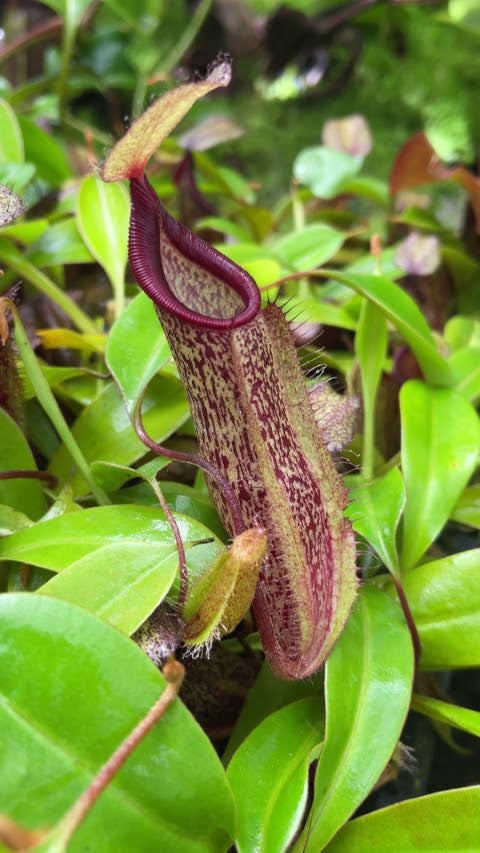 Nepenthes (hamata x glabrata) x robcantleyi BE-4645