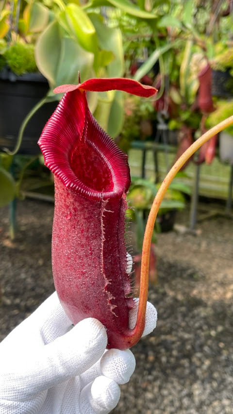 Nepenthes rajah x lowii BE-4502