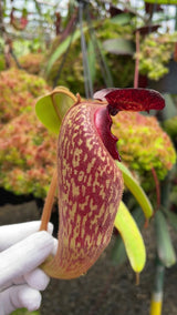Nepenthes klossii BE-3452