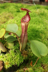 Nepenthes clipeata x (veitchii x lowii) BE-4625 *SPECIMEN*