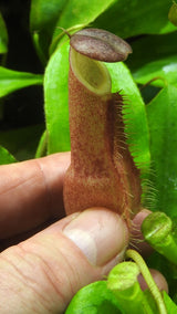 Nepenthes longifolia BE-3704