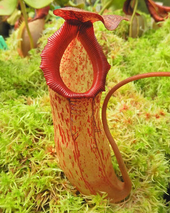 Nepenthes sibuyanensis x klossii BE-4566