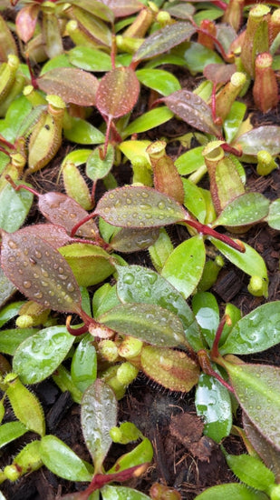 Nepenthes peltata x ephippiata BE-4654