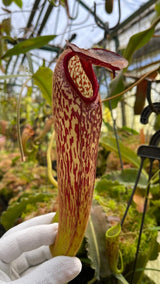Nepenthes klossii BE-3452