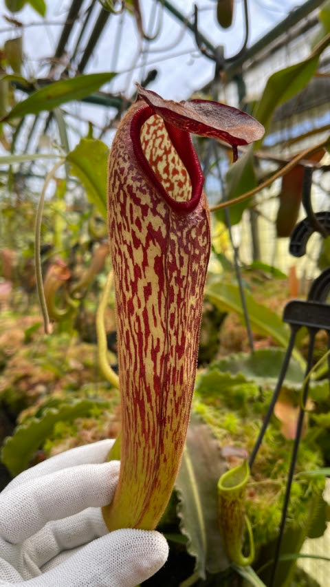 Nepenthes klossii BE-3452