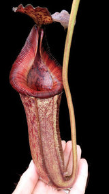 Nepenthes sibuyanensis x lowii BE-4504