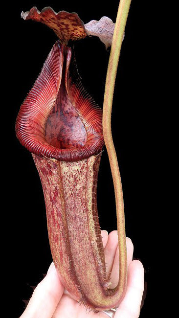 Nepenthes sibuyanensis x lowii BE-4504