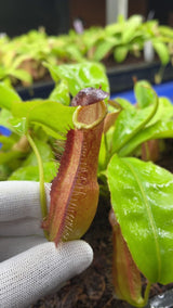 Nepenthes longifolia BE-3704