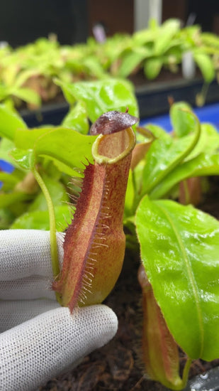 Nepenthes longifolia BE-3704