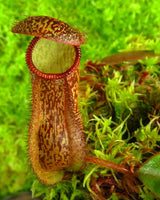 Nepenthes hamata x klossii BE-4562