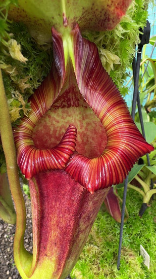 Nepenthes maxima x (lowii x macrophylla) BE-3709