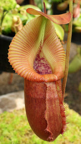 Nepenthes villosa x robcantleyi ‘King of Spades' BE-4079