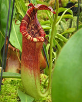 Nepenthes (lowii x macrophylla) x burbidgeae BE-4054