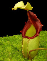 Nepenthes rajah x veitchii BE-4603