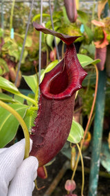 Nepenthes rajah x lowii BE-4502