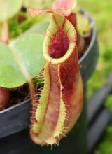 Nepenthes (veitchii x lowii) x veitchii BE-4627