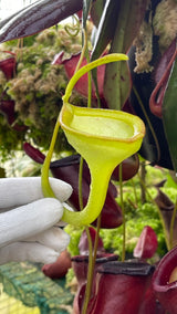 Nepenthes jamban BE-3875
