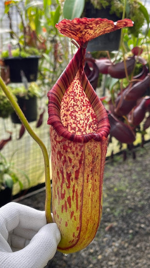 Nepenthes burbidgeae x petiolata BE-4042