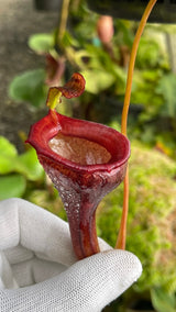 Nepenthes jamban BE-3875