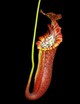 Nepenthes (lowii x macrophylla) x burbidgeae BE-4054