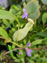 Nepenthes rafflesiana white EP x 'fukakusa'