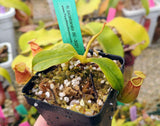 Nepenthes bicalcarata "Brunei Red Flush" BE-3031