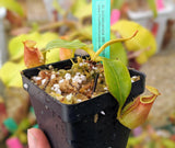 Nepenthes bicalcarata "Brunei Red Flush" BE-3031