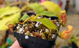 Nepenthes bicalcarata "Brunei Red Flush" BE-3031
