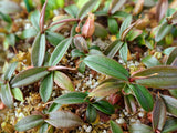 Nepenthes bellii BE-3026 (Awesome miniature species!)