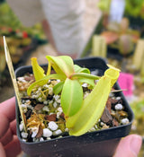 Nepenthes reinwardtiana (Green Form) BE-3159