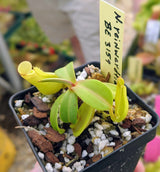 Nepenthes reinwardtiana (Green Form) BE-3159