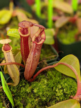 Nepenthes (veitchii x lowii) x (burbidgeae x edwardsiana) BE-3980